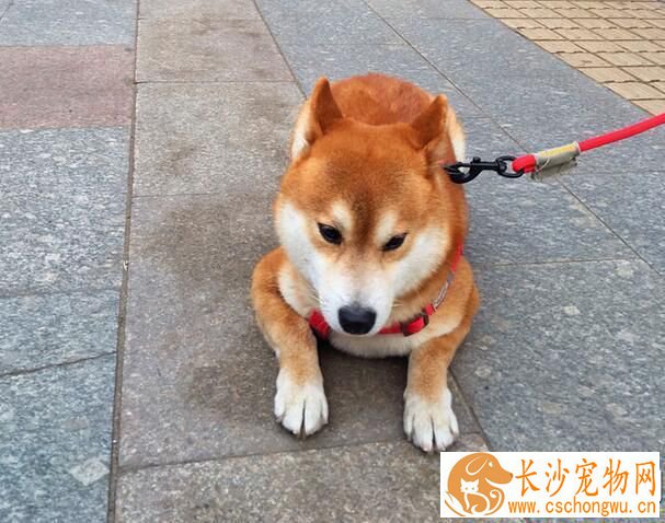 柴犬会摇尾巴吗 柴犬摇尾巴是在表现情绪