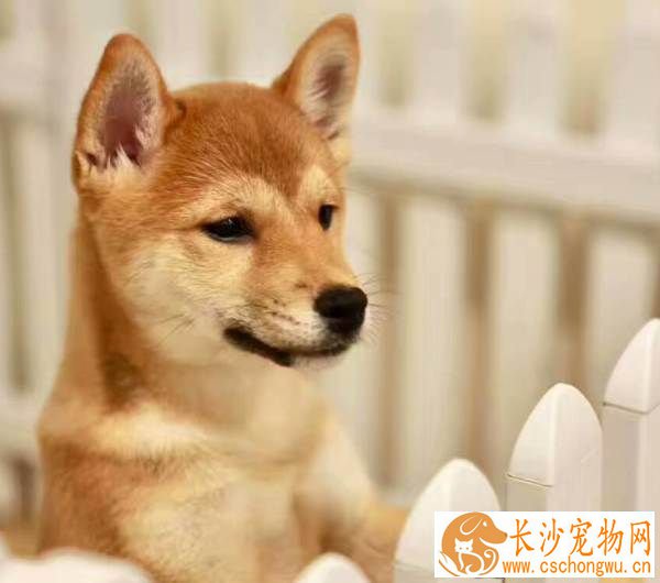 柴犬像狼叫为什么 这是天性它们的祖先是狼