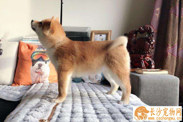 柴犬室外生活怕冷吗 柴犬在室外需做好保暖措施