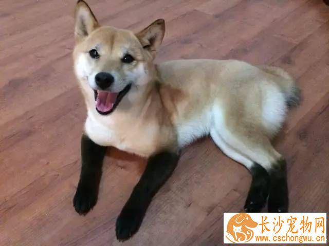 成年柴犬耳朵多大 一般为适当大小的三角形