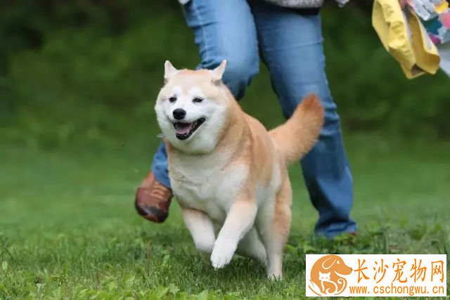 柴犬尾巴几个月卷 正常来说两个月基本卷尾了