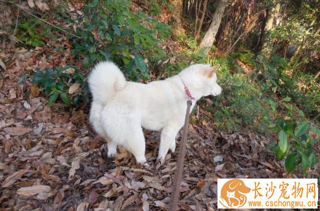 柴犬耳朵立不起来怎么办 具体要看什么原因导致不立耳