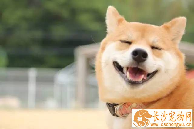 柴犬分几种脸型 主要分为貉脸和狐脸两种脸型