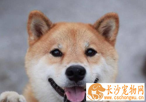 柴犬立耳朵时间 正常情况下四十天左右开始立耳