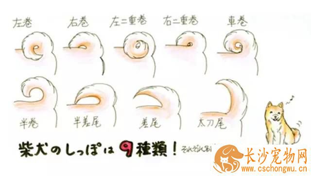 柴犬尾巴怎样卷 卷尾大体可以分为以下两种