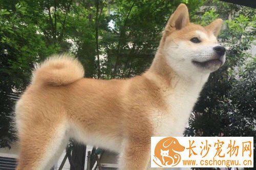 柴犬尾巴分类 柴犬尾巴原来形状这么多