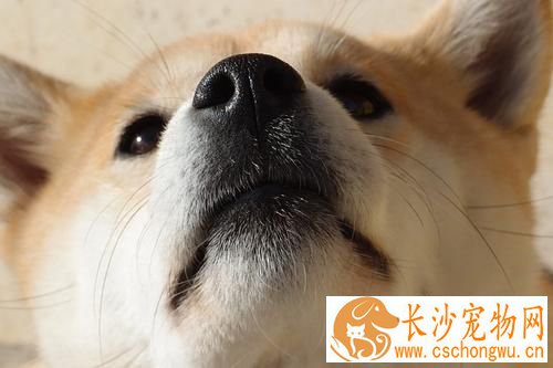 柴犬和土狗的区别 掌握着几点，一眼分辨柴犬