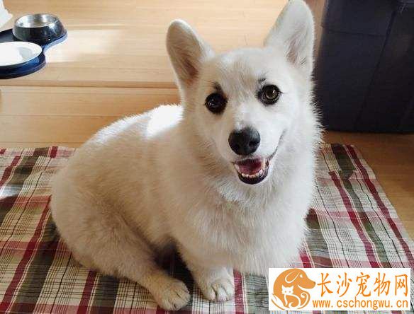 白色柴犬耳朵颜色 白柴怎么看品相