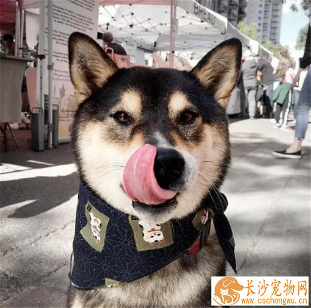 黑柴犬多少钱一只 黑柴的价格一般在五千左右