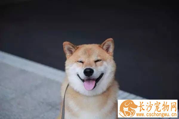 柴犬圆脸和尖脸 柴犬脸为什么不圆