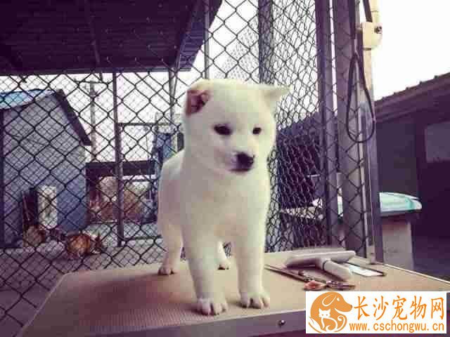成年柴犬用多大笼子  这个方法挑选笼子最合适