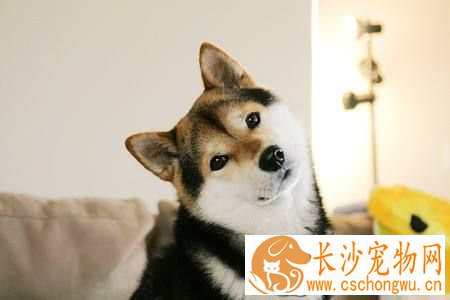 柴犬吃什么肉好 可以吃的肉类有很多