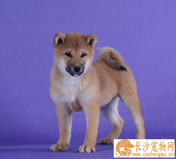 日本柴犬多少钱一只 颜色血统品相的差距价格是不同的