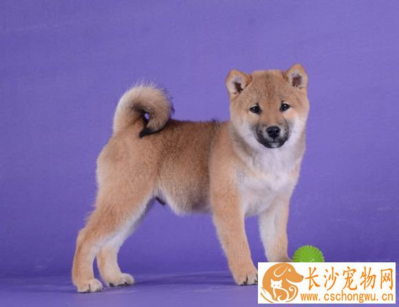 柴犬尾巴黑毛多久能退 如何加快退除黑毛的速度呢