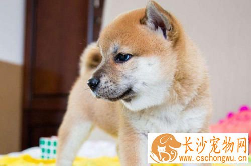 柴犬的叫声越来越像狼叫 学狼叫的原因有以下几种