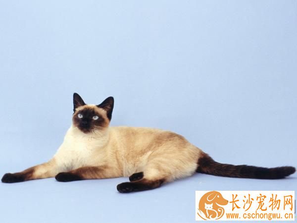 暹罗猫有泪痕怎么办 清理泪痕时需要注意哪些