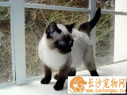 暹罗猫发情怎么办 有以下选择可以考虑