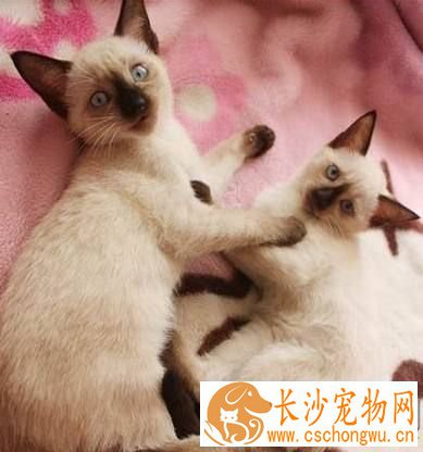 暹罗猫一天喂几次 各个年龄段喂食次数各不相同