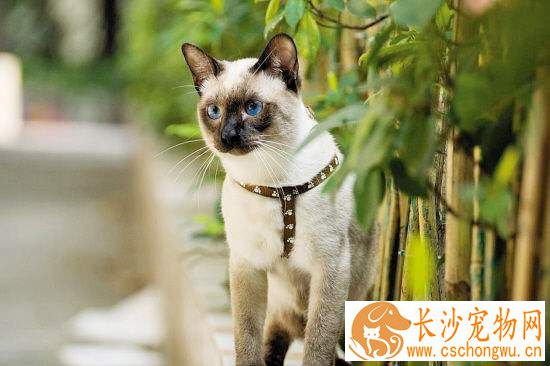 暹罗猫口臭应该吃什么 暹罗猫口臭的原因有哪些