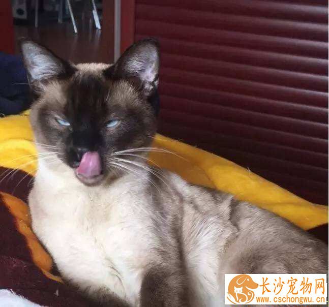 暹罗猫会用猫砂吗 需要经过训练后使用猫砂