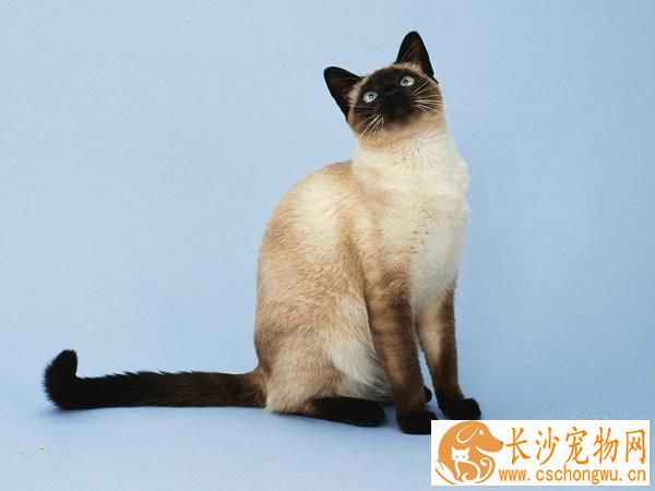 暹罗猫拉稀拉血 暹罗猫拉稀带血是什么原因