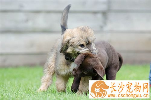 新生幼犬都要做哪些免疫  幼犬免疫最佳时间及注意事项