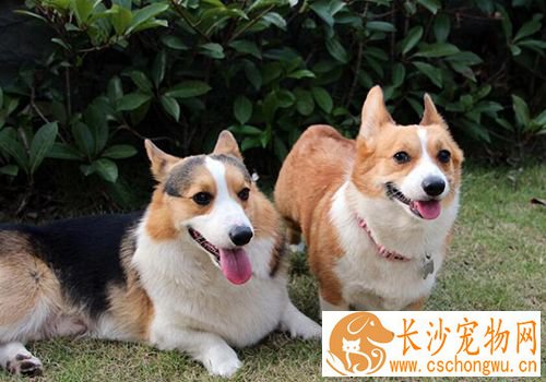 新生幼犬都要做哪些免疫  幼犬免疫最佳时间及注意事项