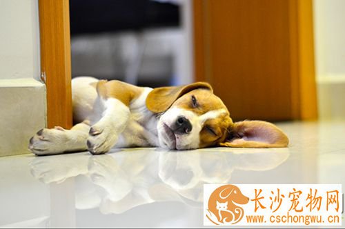狗健康的六个警报 狗狗发烧处置详细方法