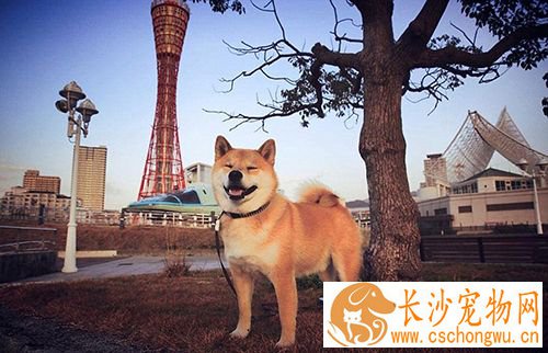 如何治疗狗皮肤病 狗瘟热要早治