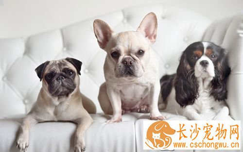 如何预防狗中暑 狗狗中暑急救法及救护知识