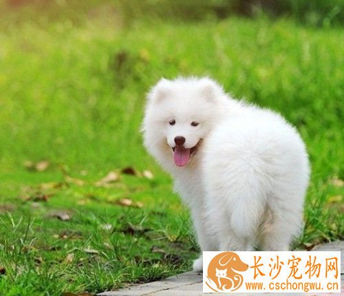 狗狗腹泻如何处置 狗呕吐的原因及治疗