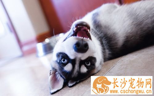 狗狗腹泻如何处置 狗呕吐的原因及治疗