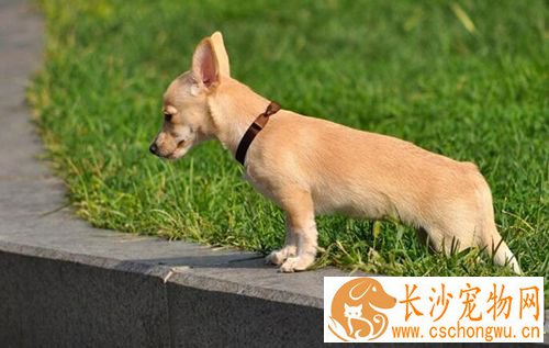 如何防治老年狗便秘 老年犬便秘的防治与治疗