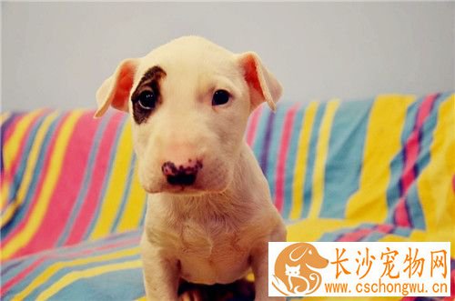 牛头梗幼犬怎样喂养 牛头梗幼犬饭量极大