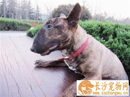 牛头梗幼犬怎样喂养 牛头梗幼犬饭量极大