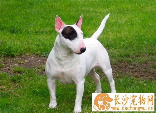 牛头梗幼犬怎样喂养 牛头梗幼犬饭量极大
