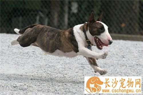 牛头梗幼犬吃奶糕吗 可以用羊奶粉泡狗粮或奶糕