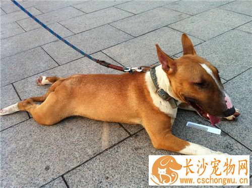 牛头梗幼犬吃奶糕吗 可以用羊奶粉泡狗粮或奶糕