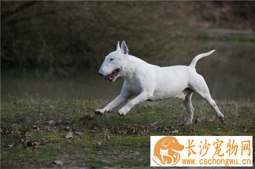 牛头梗幼犬吃奶糕吗 可以用羊奶粉泡狗粮或奶糕