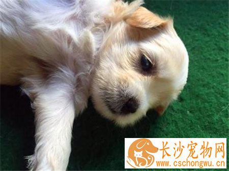 罗福梗幼犬的怎么护理 不需要频繁的洗澡