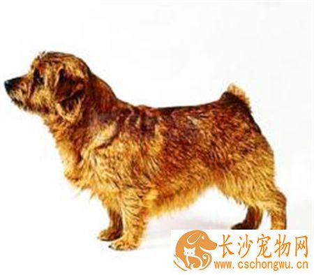罗福梗幼犬的怎么护理 不需要频繁的洗澡