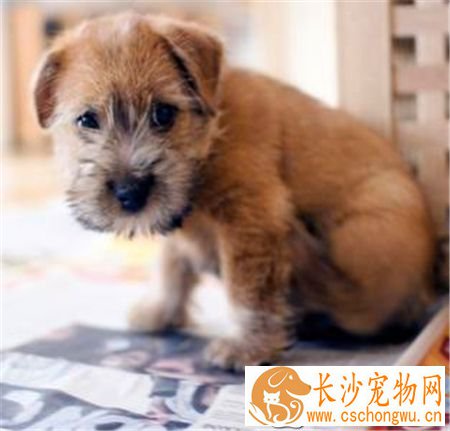 罗福梗幼犬的怎么护理 不需要频繁的洗澡