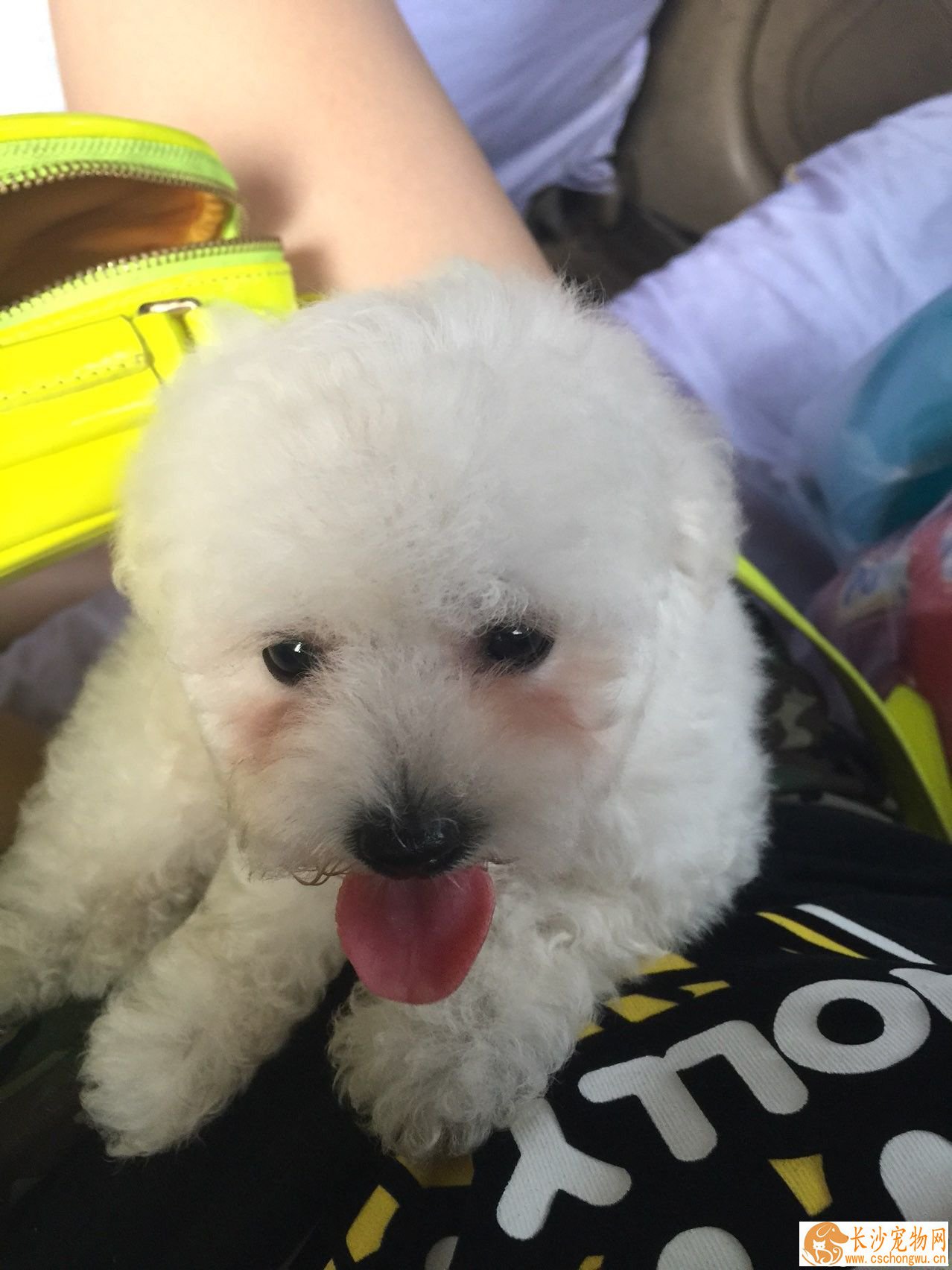 卷毛比熊犬毛怎么打理 一点一点梳直每一个部位