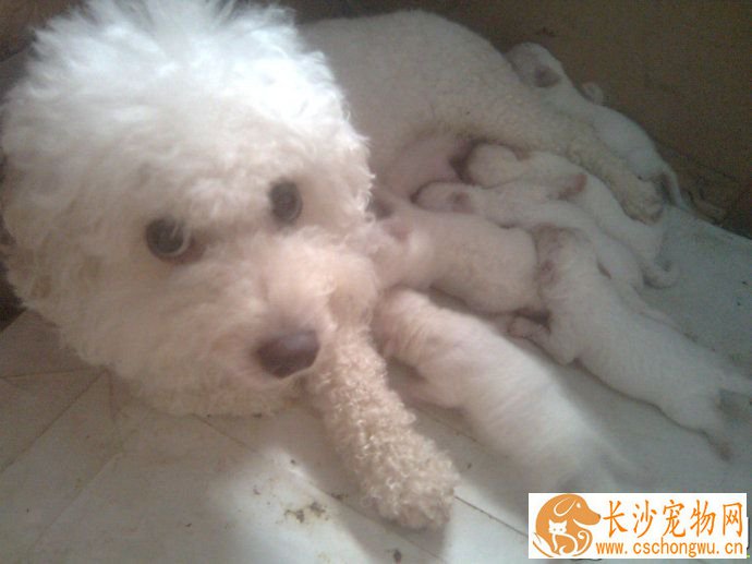 卷毛比熊犬毛怎么打理 一点一点梳直每一个部位