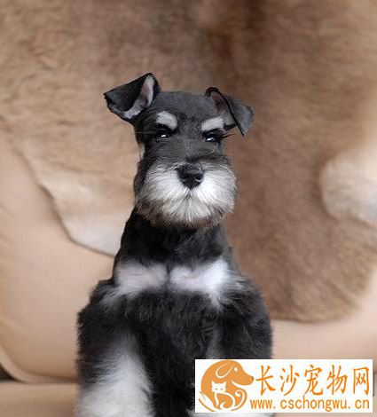 巨型雪纳瑞犬怎么养 固定的时间给予优质的狗食