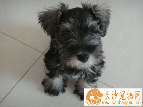 巨型雪纳瑞犬怎么养 固定的时间给予优质的狗食
