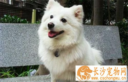 迷你银狐犬好养不 一种温顺且非常好养的狗狗