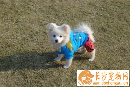迷你银狐犬好养不 一种温顺且非常好养的狗狗