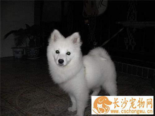 迷你银狐犬好养不 一种温顺且非常好养的狗狗
