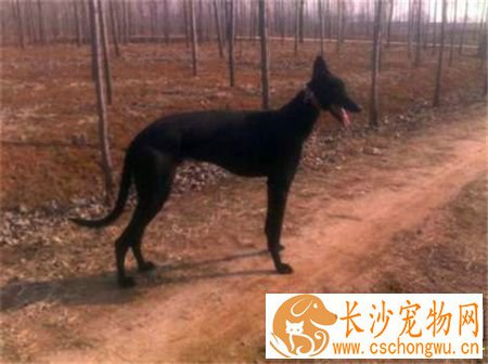 灵缇幼犬怎么看纯不纯 耳朵应该是紧贴着脑门的